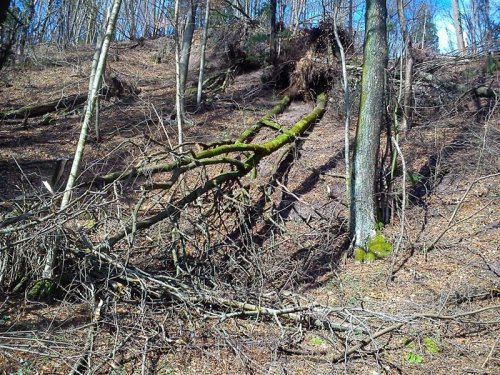 DSC_0446.jpg